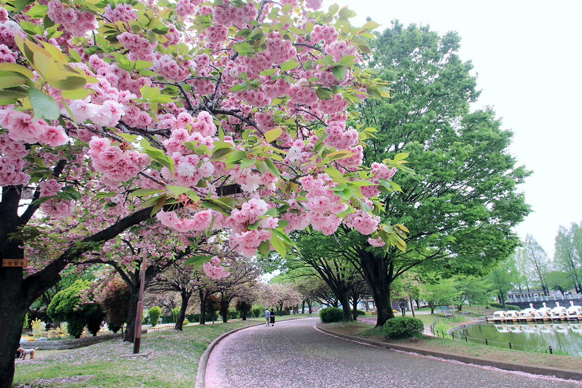川越水上公園