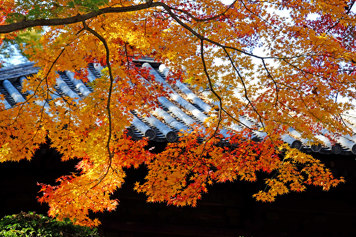 川越 紅葉さんぽ